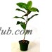 9GreenBox - Southern Magnolia Tree - 4'' Pot   